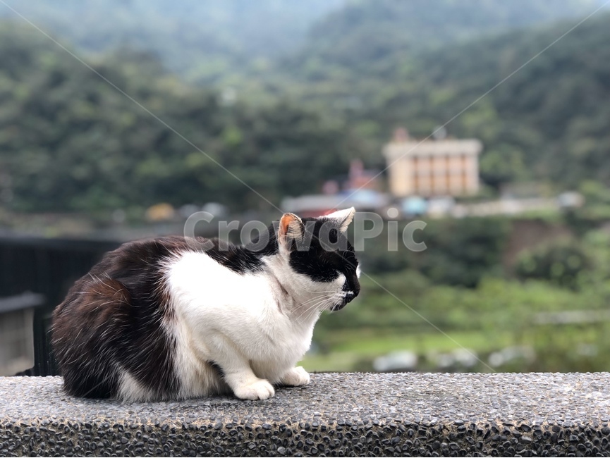 cat,고양이,pet,애완동물,animal,동물,동물,animal,포유류,mammal,고양이,cat,kitten,kitty