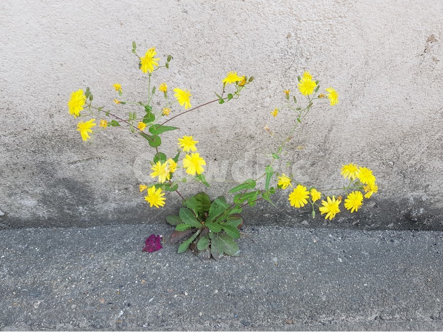 들꽃,담벽,풀꽃,감성,의지,생명,plant,wall,틈새,노란색,yellow,flower,wildflower,feeling