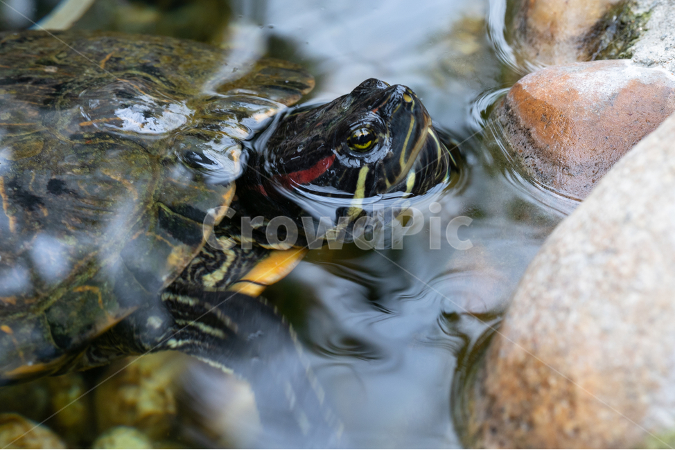 동물,자연,헤엄,거북이,자라,동물,animal,파충류,양서류,reptile,amphibian