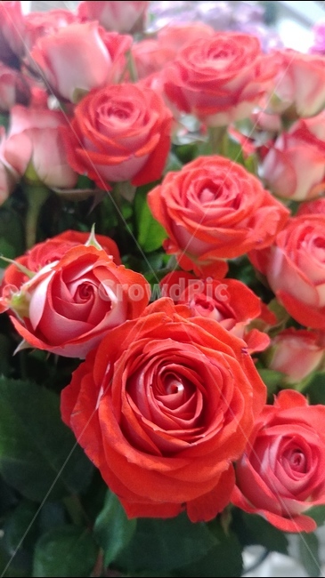 꽃,flower,rose,장미,장미꽃,샘페인핑크,여름,여름꽃,6월의꽃,6월,핑크,pink,flowers,식물,plants,식물,자연,plants,nature,꽃,flower