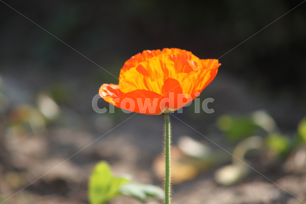 양귀비,꽃,꽃양귀비,조경용,poppy,식물,자연,plants,nature,꽃,flower