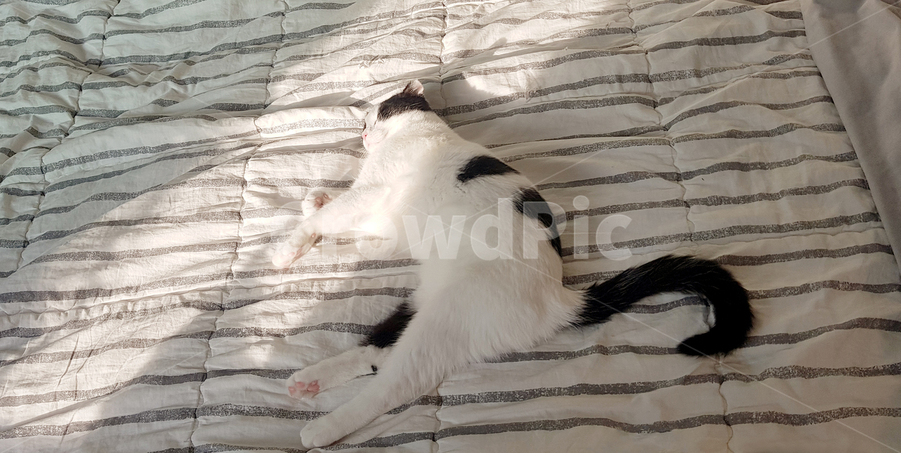고양이,침대,낮잠,젖소무늬,cat