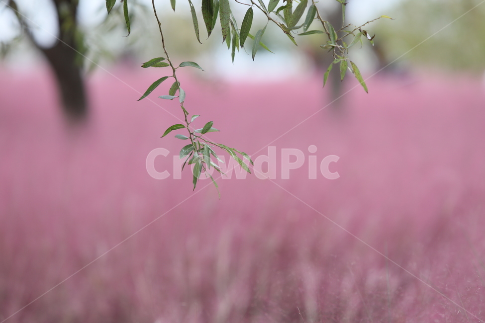 전라남도,순천,순천만정원,핑크뮬리,감성사진,핑크,가을,계절,fall,autumn,season,식물,자연,plants,nature,plant,leaf,잎,jar,항아리,vase,병 장식,potted plant,화분,pottery,도기류,tree,나무
