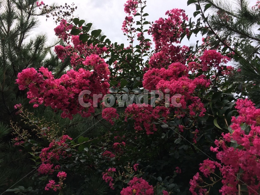 plant,식물,blossom,꽃,flower,꽃,flower