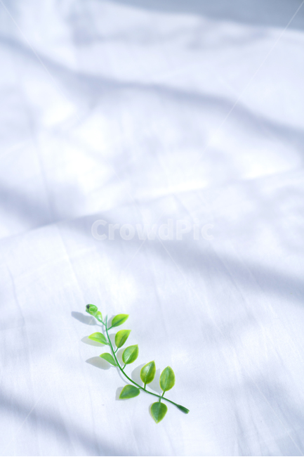 leaf,잎,plant,식물,이불,그림자,하얀색,초록색,식물,자연,plants,nature