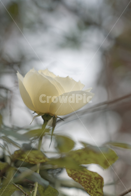 꽃,장미,장미꽃,식물,흰색,식물,자연,plants,nature,꽃,flower