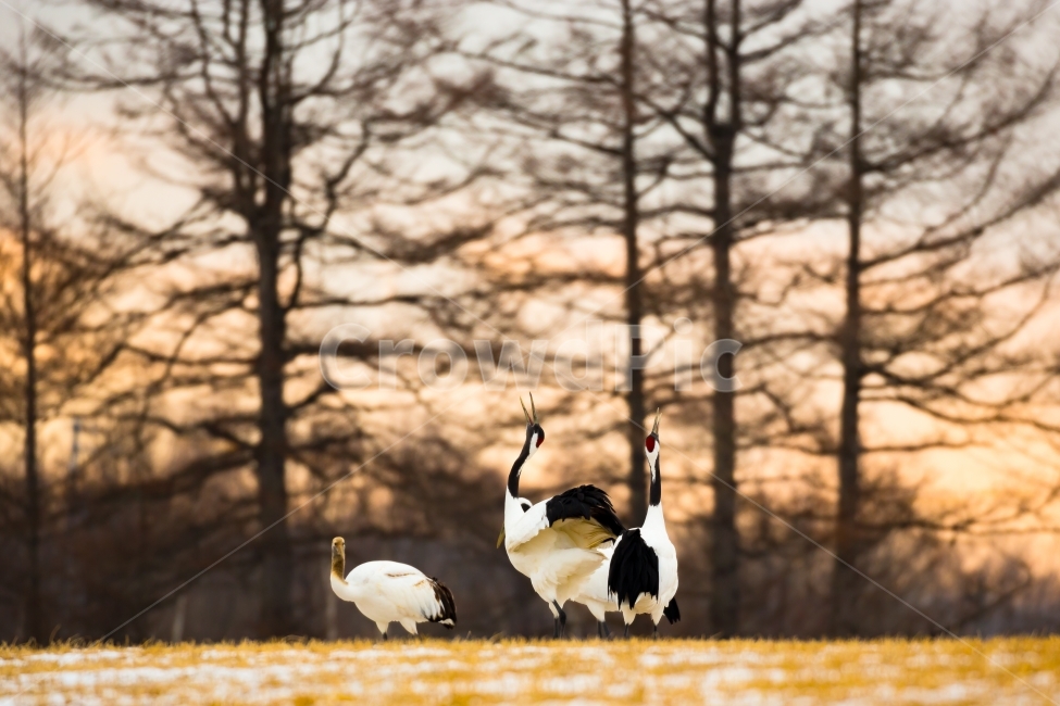 두루미,조류,새,단정학,겨울,눈,자연,풍경,겨울,계절,winter,season,동물,animal,조류,새,birds