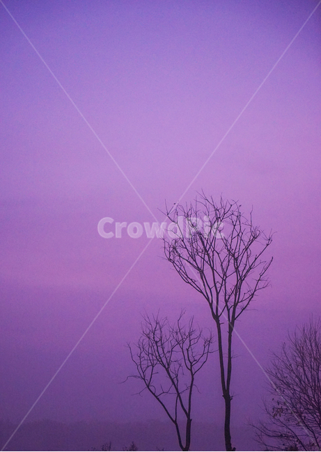 나무,자연,여명,하늘,식물,감성,가을,11월,자연,풍경,nature,landscape,식물,plants,나무,trees,wood,outdoors,옥외,weather,날씨