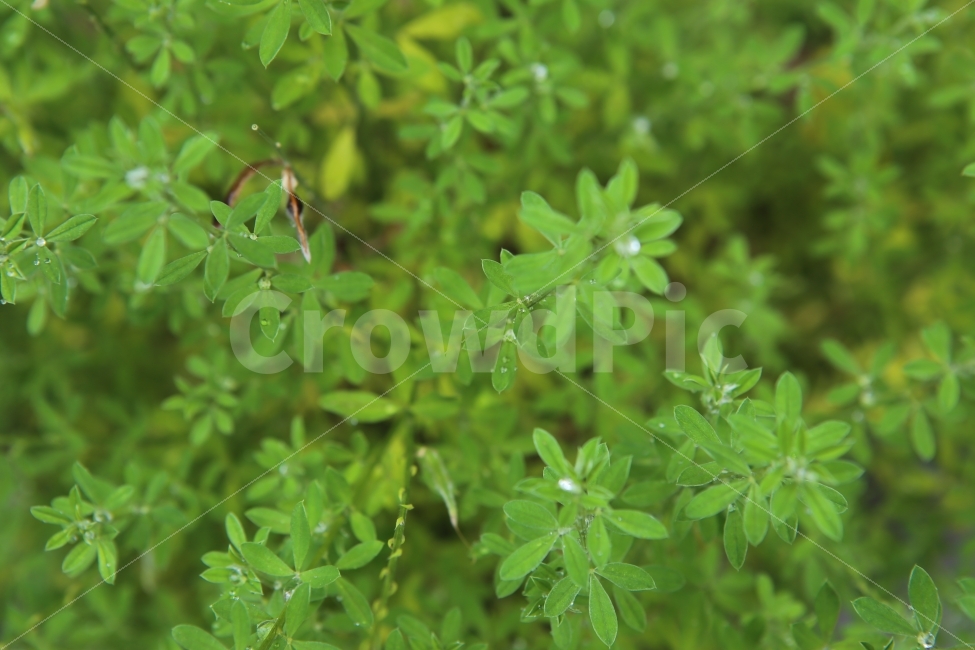 풀잎,녹색,자연,배경,자연배경,파워포인트배경,식물,자연,plants,nature