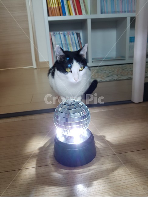 고양이,냥이,미러볼,검정색,흰색,검은색꼬리,cat,mirrorball