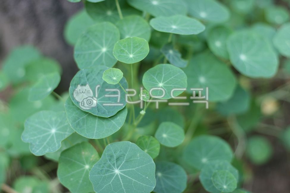한련,금련화,한해살이,덩굴풀,식물,자연,녹색,둥근잎,연못,nasturtium,annual,vine,plant,nature,green,pond,roundleaf