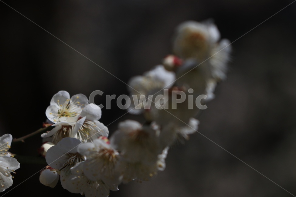 봄,벚꽃,꽃,spring,flower,cherryblossoms,봄,계절,spring,season,식물,자연,plants,nature,꽃,flower,plant,blossom