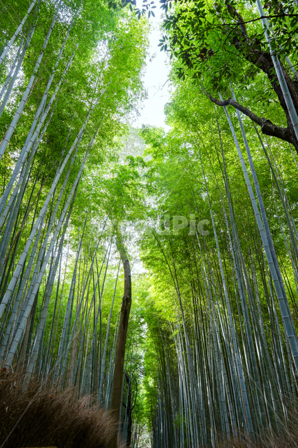 대나무,숲,풍경,식물,자연,자연,풍경,nature,landscape,plant