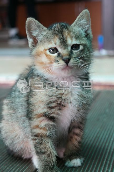 고양이,새끼,코리안숏헤어,귀여운,동물,클로즈업,검은,회색,얼굴,눈,코,털,아기,반려묘,포유류,반려동물,유기묘,눈동자,cat,animal,kitten,mammal,pet