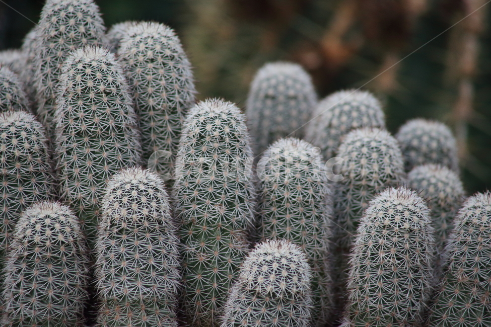 백섬선인장,온실,cactus,가시,선인장,식물,cactaceae,식물,자연,plants,nature