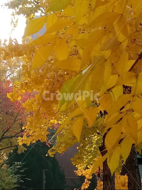 가을,단풍,낙엽,maple,plant,식물,단풍나무,단풍잎,leaf,잎,tree,나무,계절,fallautumnseason,가을단풍,자연,풍경,경치,가을,계절,fall,autumn,season,식물,자연,plants,nature,나무,trees,wood