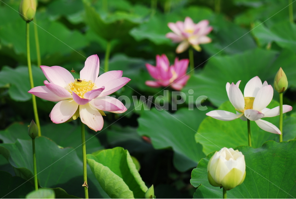 꽃,연꽃,관곡지,불교,여름,식물,자연,plants,nature,꽃,flower