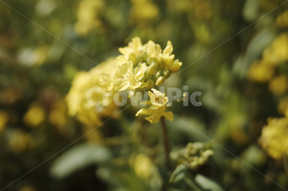 유채꽃,유채,yellow,plant,식물,flower,꽃,봄,봄꽃,노란꽃,green,노란,초록