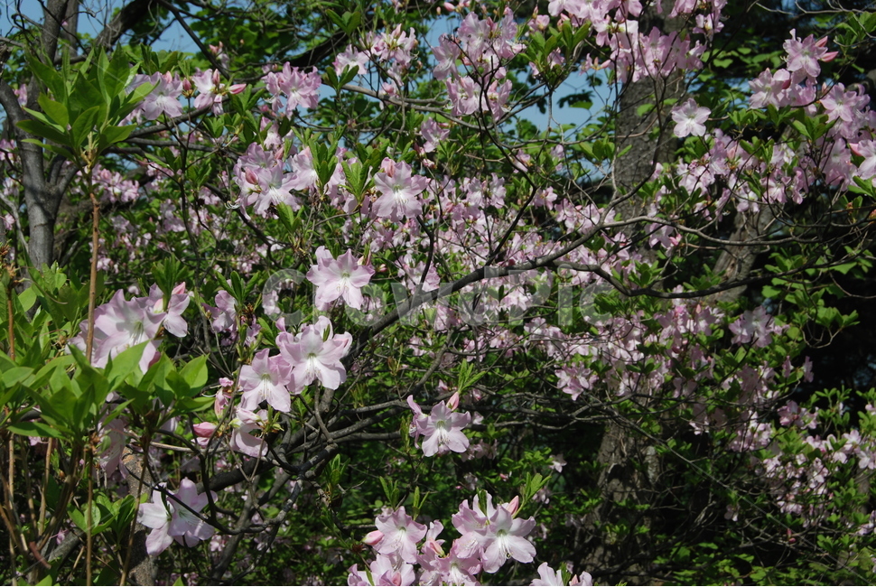 철쭉,azaleas,tree,sping,nature,식물,자연,plants,nature,꽃,flower