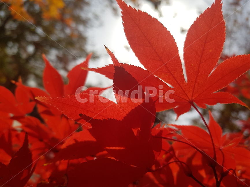 leaf,잎,plant,식물,tree,나무,maple,단풍,가을,계절,fall,autumn,season