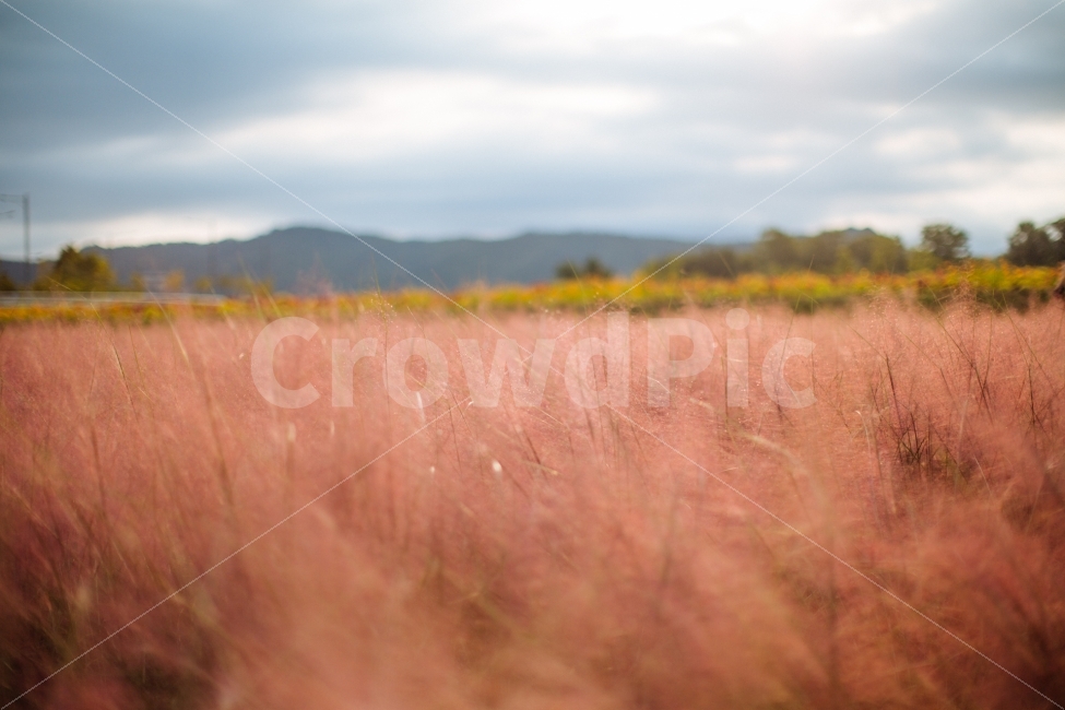 가을,감성,핑크뮬리,분홍,식물,자연,풍경,nature,landscape,감성,sensible,feeling,field,들,grassland,목초지,outdoors,옥외,savanna,대초원
