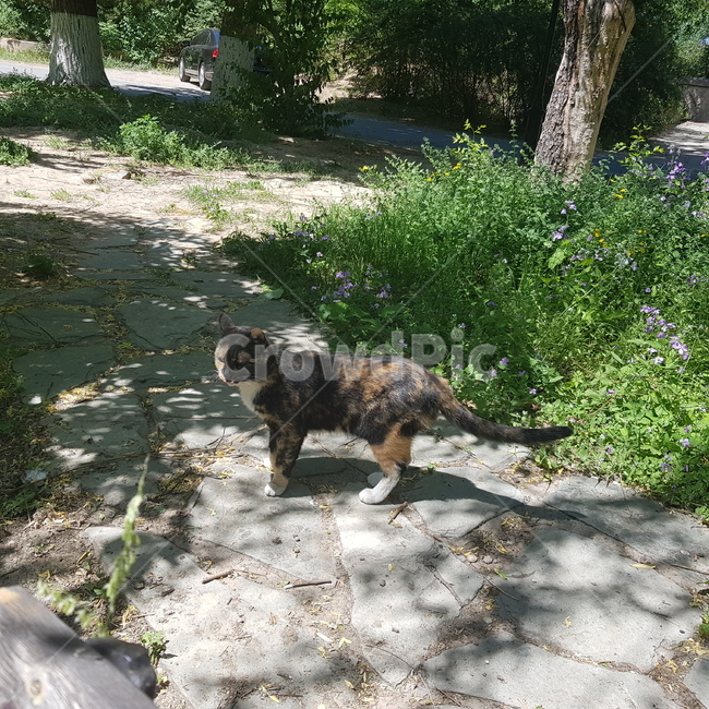 고양이,길고양이,암컷,수컷,고양,동물,animal,포유류,mammal,고양이,cat,kitten,kitty