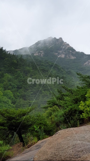 자연,숲,숲길,나무,푸른숲,tree,산,nature,outdoors,안개
