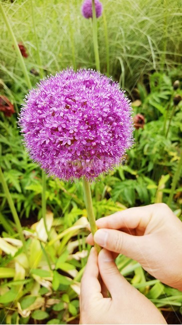 plant,식물,blossom,꽃,flower,알리움구근,알리움,알리움꽃,소담한꽃,꽃한송이,식물,자연,plants,nature,꽃,flower