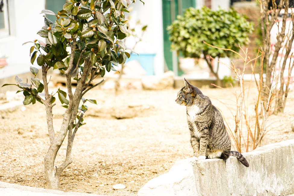 고양이,동물,포유류,길냥이,cat,animal,pet,동물,animal,포유류,mammal,고양이,cat,kitten,kitty