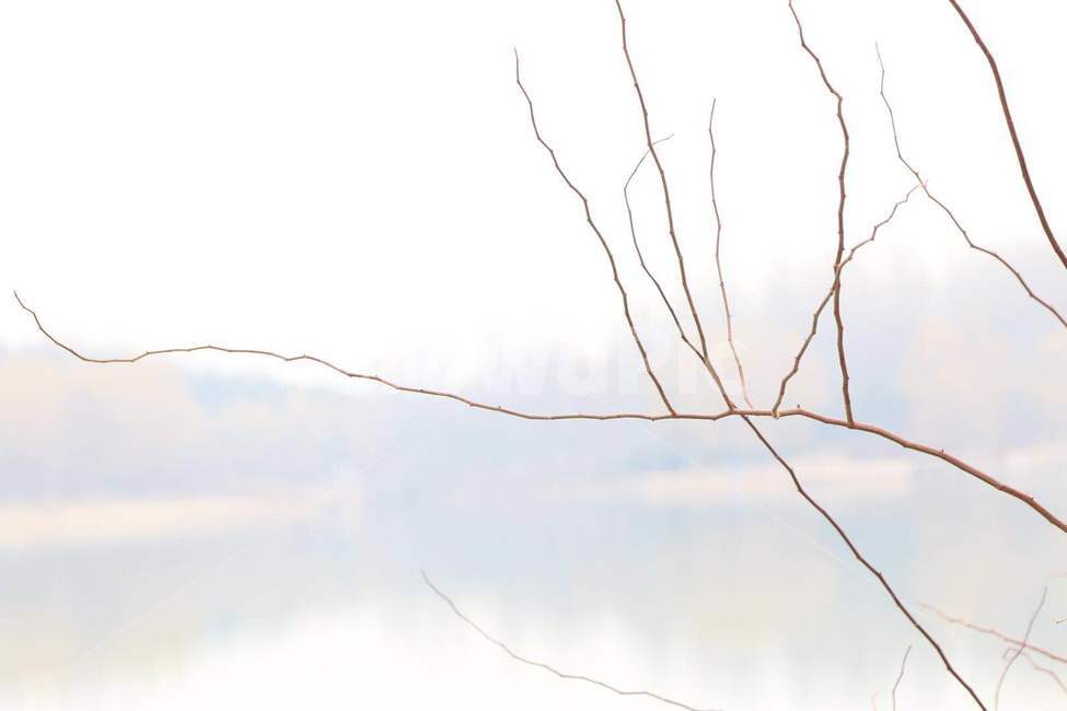 앙상한나무,겨울나무,가지,branch,baretree,식물,자연,plants,nature