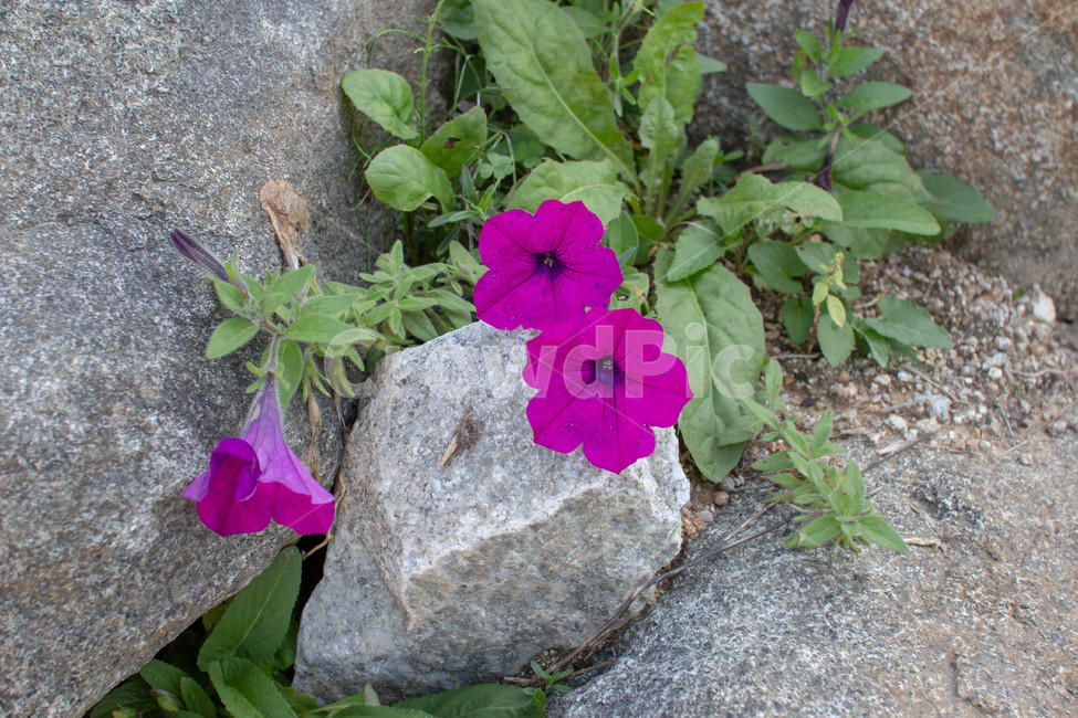 꽃,화분,화단,plant,식물,flower,식물,자연,plants,nature,꽃,flower