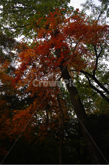 길,가을,fall,나무,식물,plant,단풍,잎,가을,계절,fall,autumn,season,자연,풍경,nature,landscape,leaf,tree