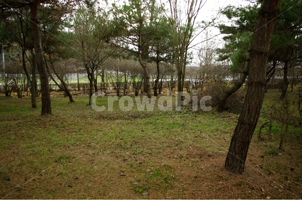 풍경,식물,나무,숲,소나무,자연,풍경,nature,landscape,tree,plant,tree trunk,나무 줄기,grass,잔디