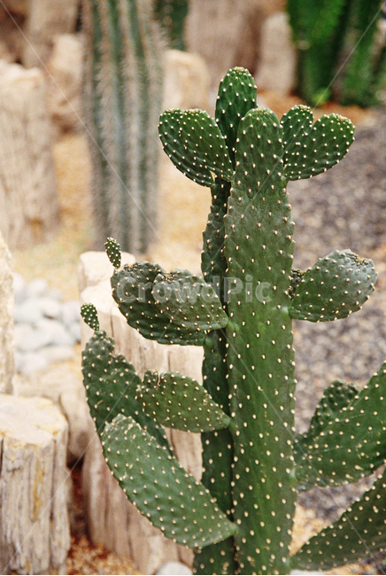 선인장,식물,자연,초록,식물원,cactus