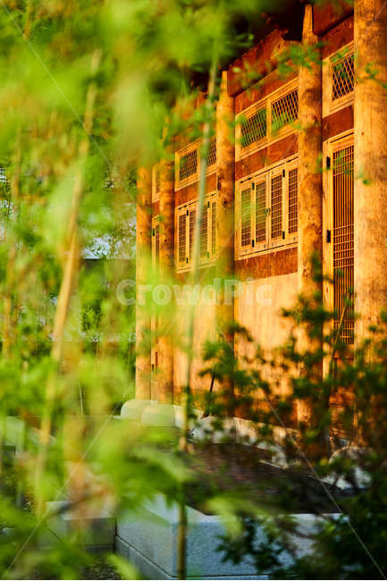 대나무,기와,절,사찰,사군자,식물사진,나뭇잎,한국전통,한국문화,korean traditional,korean culture,식물,자연,plants,nature