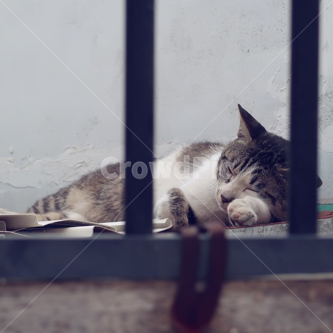 mammal,cat,animal,pet,abyssinian,sleeping,sleep,cute,포유류,동물,고양이,길고양이,아비시니안,잠자는,잠,귀여운