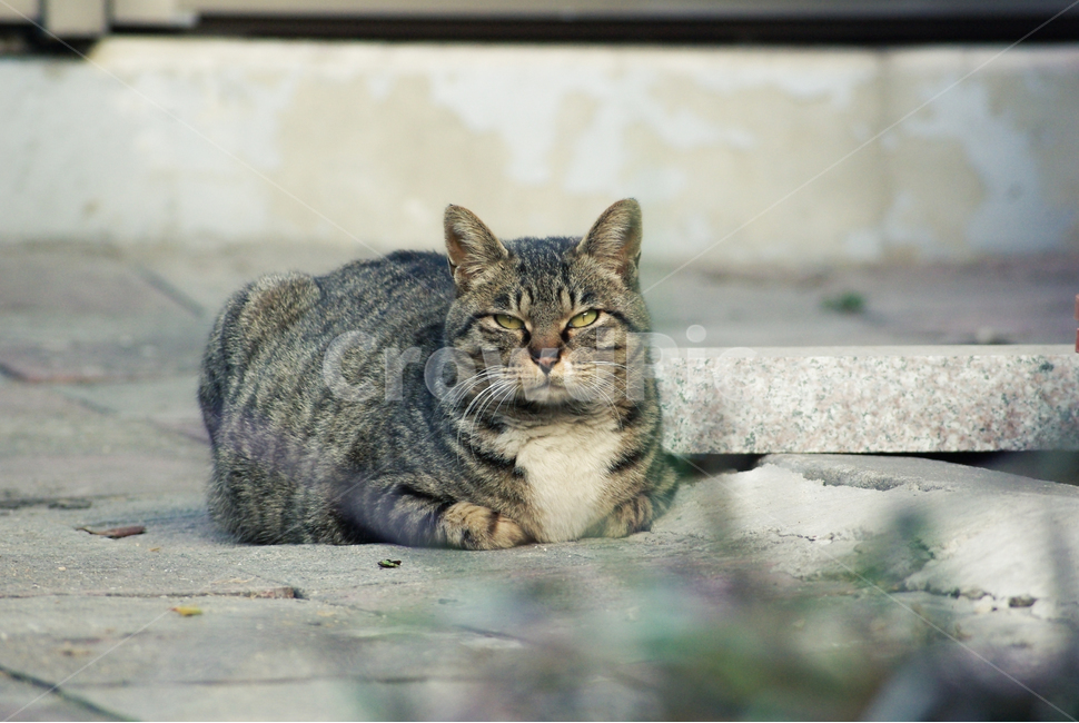 Bread posture,bread baking cat,bread,Meow,mackerel pattern,stray cat,solemnity,cat,streetcat,serious,animal