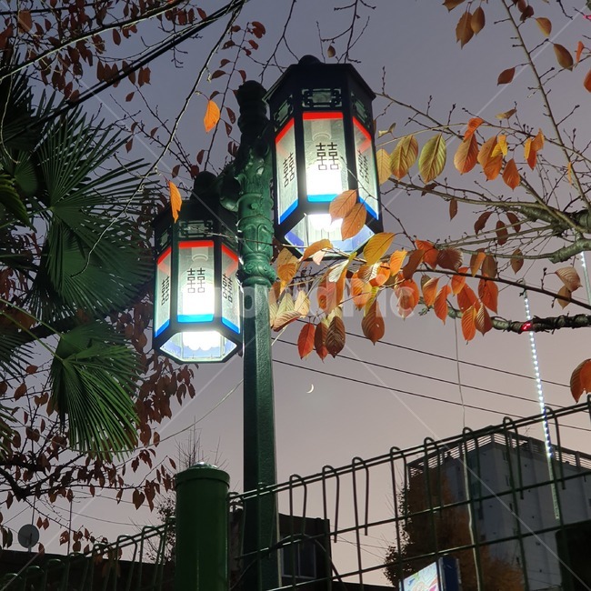 lamppost,램프포스트,달,단풍,나무,tree,moon,night,달빛,moonlight