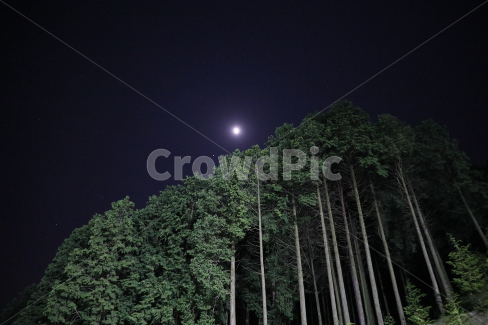 숲,야경,달빛,나무,식물,야경,밤,풍경,nightscape,night,landscape,outdoors,옥외,nature,자연