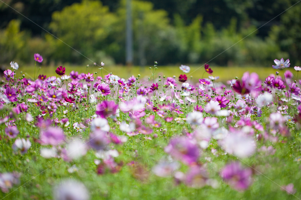 꽃,코스모스,식물,가을,들꽃,flower,가을,계절,fall,autumn,season,식물,자연,plants,nature,꽃,flower,blossom,geranium,제라늄,plant