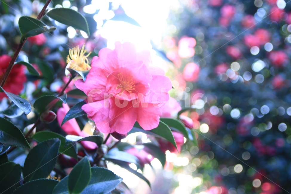 국화꽃,꽃,날맑은날의꽃,아래에서바라본꽃,아름다운꽃,식물,자연,plants,nature,꽃,flower