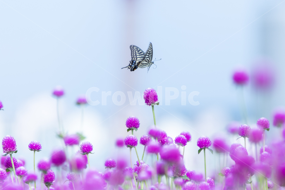 식물,자연,꽃,천일홍,나비,호랑나비,식물,자연,plants,nature,꽃,flower,동물,animal,곤충,벌레,insect,bug