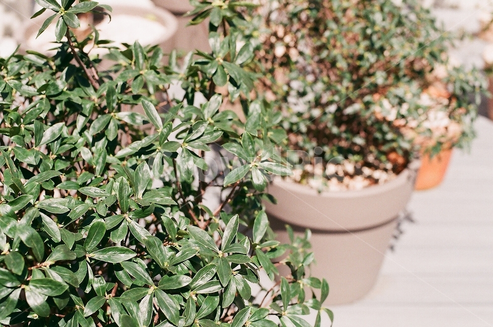 풀,화단,화분,필름,자연,빈티지,필름사진,감성,화초,식물,자연,plants,nature