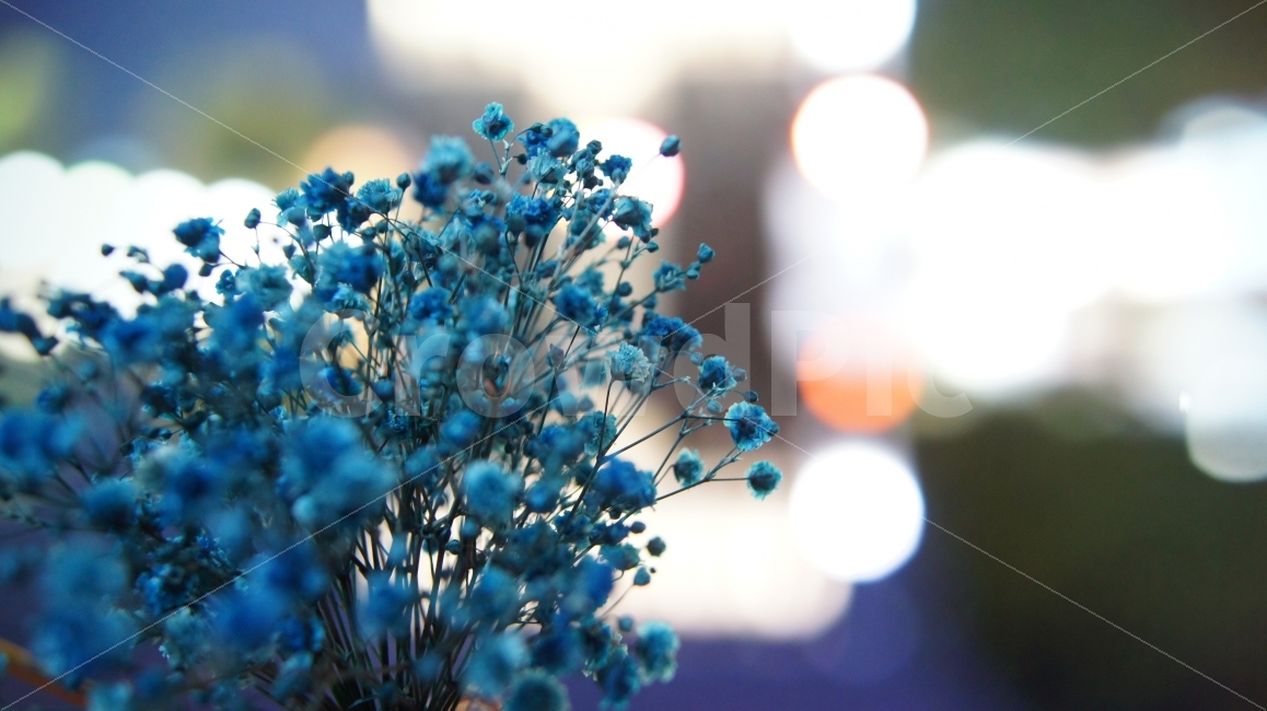 꽃,배경흐림,아웃포커싱,감성,멋진,예쁜,식물,자연,plants,nature,꽃,flower,감성,sensible,feeling