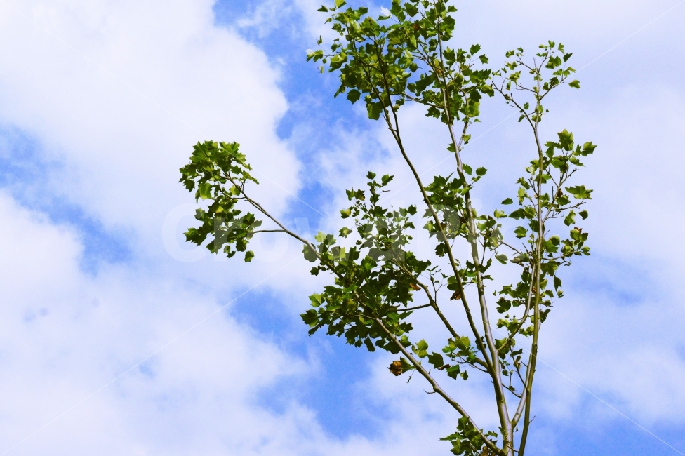 봄,나무,하늘,자연,구름,풍경,맑은날,식물,자연,plants,nature,나무,trees,wood