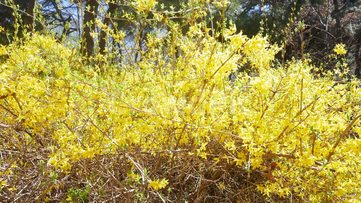 개나리,노란꽃,봄,노란색,따뜻,봄,계절,spring,season,식물,자연,plants,nature,꽃,flower,plant