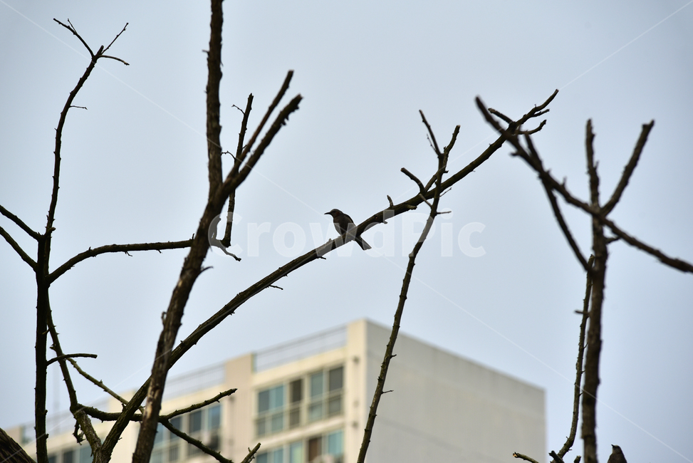 고목,죽은나무,나무,새,아파트,bird,deadtree,동물,animal,조류,새,birds