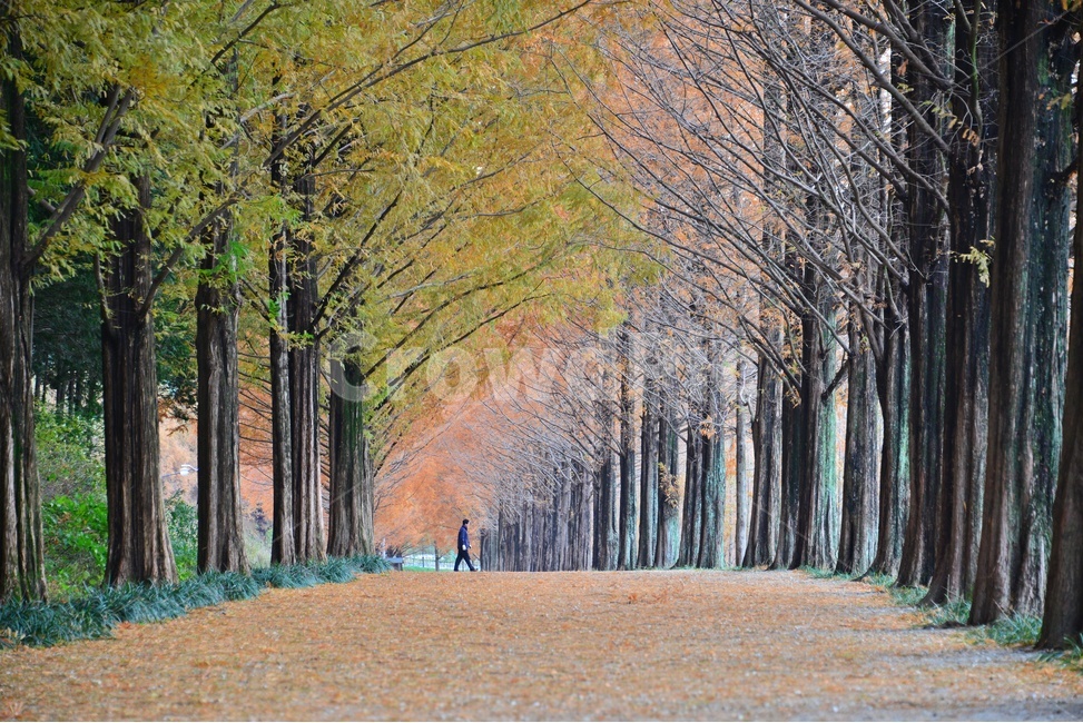 person,사람,human,인간,path,통로,walkway,보도,plant,식물,tree,나무,treetrunk,나무줄기,담양,메타길,메타스콰이어길,메타길가을,계절,추색,만추,낙옆,낙옆길