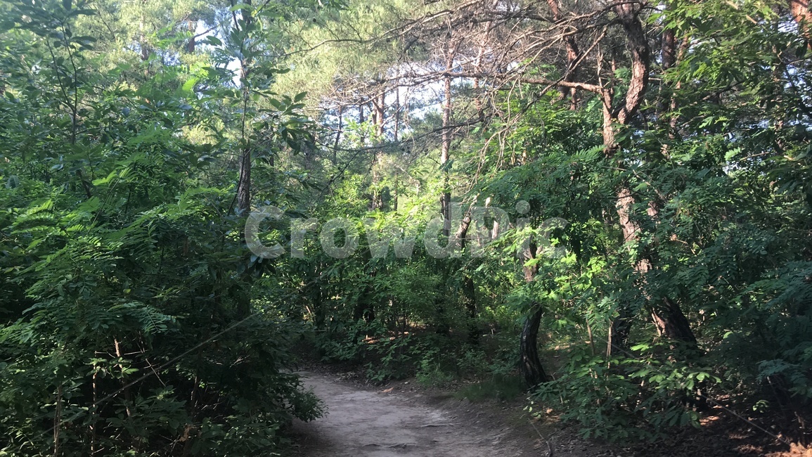 자연,숲길,산길,나무,부용대