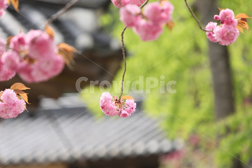 순천,선암사,만첩왕벚,겹벚꽃,벚꽃,봄,사찰,왕벚꽃,봄,계절,spring,season,식물,자연,plants,nature,꽃,flower,plant